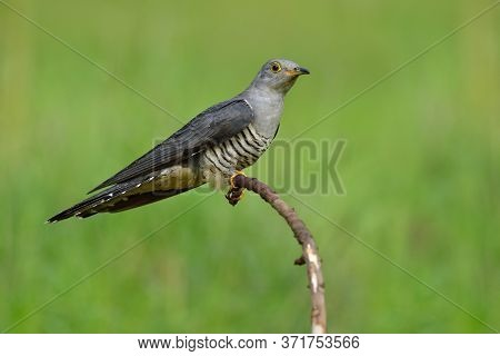 Himalayan Cuckoo (cuculus Saturatus) Lonely Grey With Stripe Black And White Belly Bird Perching On 