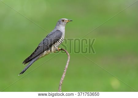 Himalayan Cuckoo (cuculus Saturatus) Perching On Thin Curve Branch In Fresh Green Meadow Field