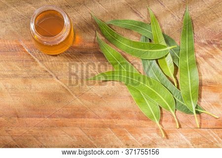 Fresh Leaves And Eucalyptus Oil - Eucalyptus Globulus