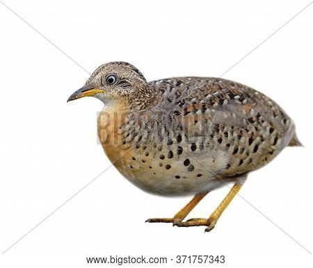 Male Of  Yellow-legged Buttonquail (turnix Tanki) Fat Camouflage Brown Bird Isolated On White Backgr