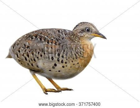 Male Of  Yellow-legged Buttonquail (turnix Tanki) Fat Camouflage Brown Bird Isolated On White Backgr