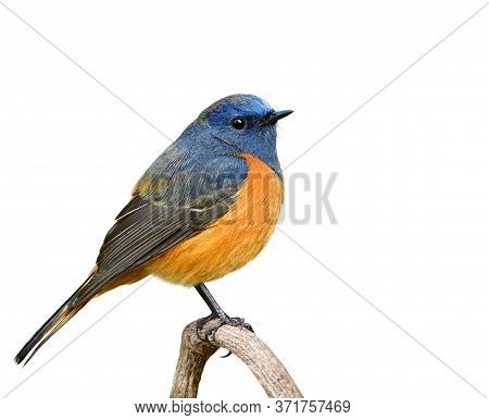 Male Of Blue-fronted Redstart, Fat Blue Bird With Orange Belly Perching On Wooden Branch Isolated On