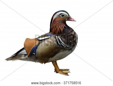 Mandarin Duck (aix Galericulata) Multiple Colors Duck With Sharp Details Feathers Isolated On White