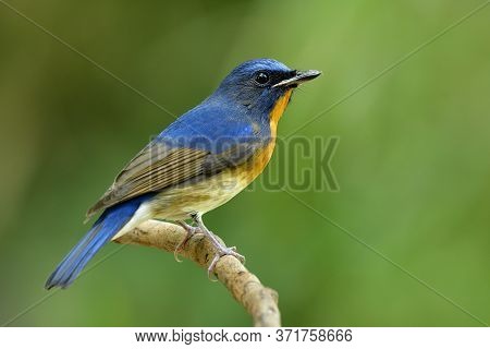 Most Beautiful Blue Bird With Orange Feathers Perching On Thin Wooden Branch While Visiting Thailand