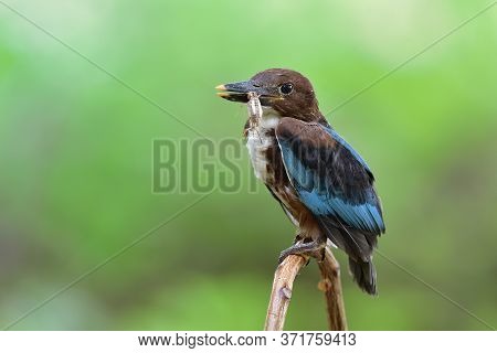 New Borne Dark Brown And Blue Wings Bird With Dead Cricket Meal In Its Beak After Fledged The Nest