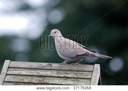Ringneck Taube