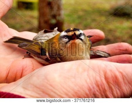 Firecrest (regulus Ignicapillus) Held In A Hand