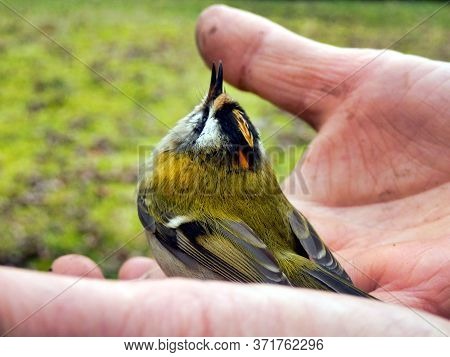 Firecrest (regulus Ignicapillus) Held In A Hand