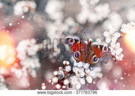 Beautiful Peacock Butterfly And Cherry Blossom Branch In Spring, Soft Focus. Artistic Image Of Sprin