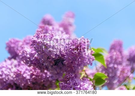 Lilac Flowers Blooming Outdoors With Spring Blossom.  Blooming Lilac In The Spring Against The Blue 