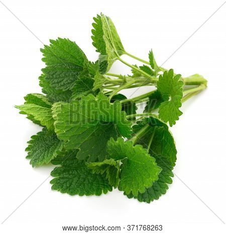 Black Horehound (ballota ) Isolated On White Background.