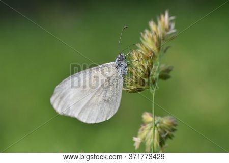 Beautiful White Butterfly On Meadow. The Wood White Butterfly, Leptidea Sinapis