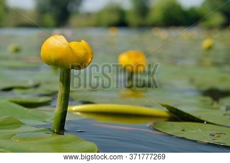 Yellow Water Lily Spatter-dock Among Green Leaves