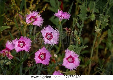 Rock Carnation Or Gillyflower With Beautiful Purple Red Flowers Photographed In The Wild, Province O