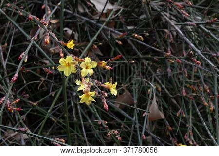 Winter Jasmine, Jasminum Nudiflorum Oleaceae,  Small Yellow Flowers Against A Dark Background Of Vin