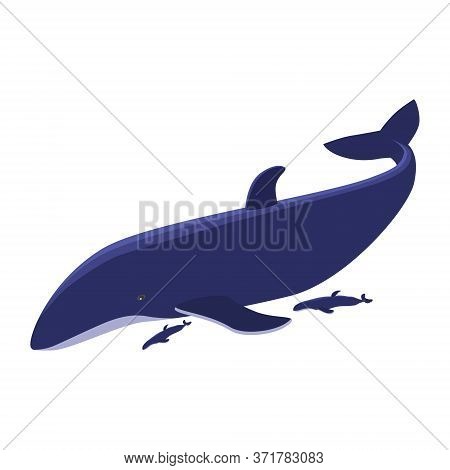 Big Blue Whale With Two Whale Cubs Isolated On White. The Largest Marine Mammal. Curled Tail And Lar