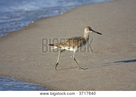 Ufer Vogel