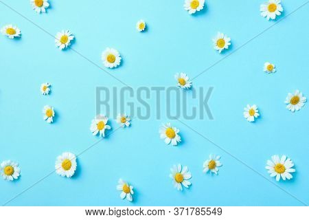Flat Lay Composition With Fresh Chamomiles On Light Blue Background