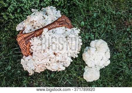 Close Up Of Hericium Erinaceus Or Lions Mane Mushroom In The Wooden Basket.