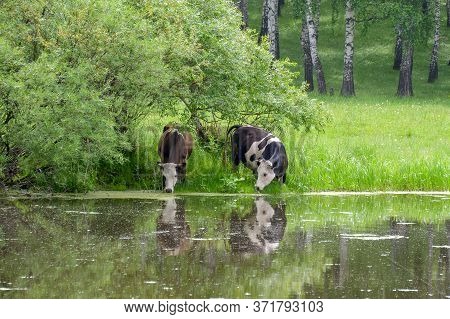 cows drink water from the river in the pasture
