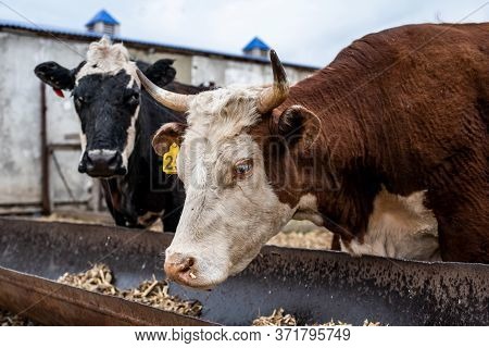 Cows On The Farm In A Stall. Meat Breed Of Bulls And Cows At The Cattle Factory