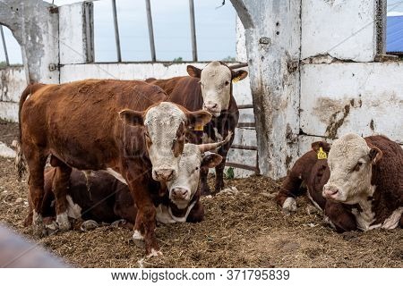 Cows On The Farm In A Stall. Meat Breed Of Bulls And Cows At The Cattle Factory