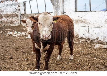 Cows On The Farm In A Stall. Meat Breed Of Bulls And Cows At The Cattle Factory