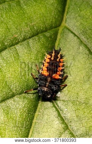 Harlequin Ladybird Nymph Sat On A Leaf.