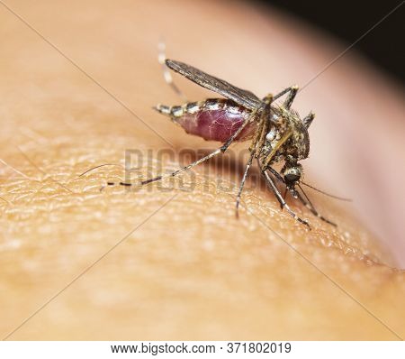 Mosquito Full Of Blood Macro Closeup Sucking