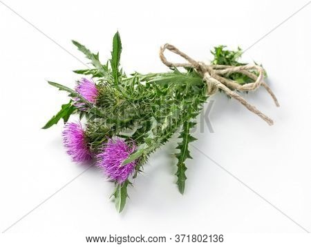 Carduus acanthoides on a wooden background