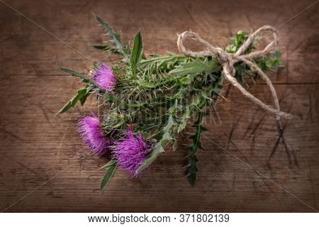 Carduus acanthoides on a wooden background