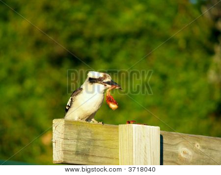 Un Kookaburra In Australia