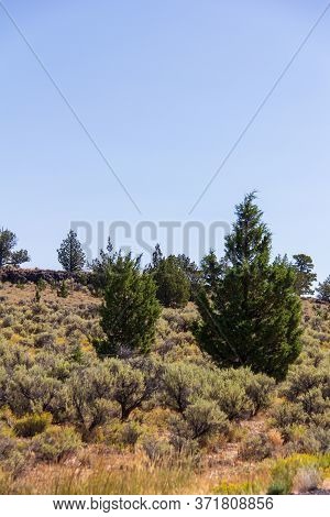 Colorful Sage Brush, Juniper And Volcanic Rock In The High Desert Of Eastern Oregon