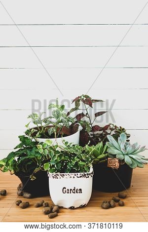 Collection Of Various Indoor Plants - Fittonia, Hypoestes, Succulents, Ficus Pumila White Sunny, Hed