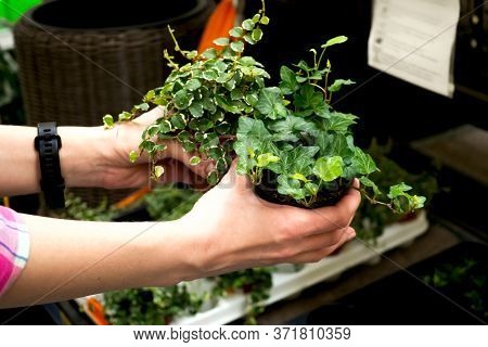 Flower Sales In The Garden Center. Woman Hands Hold Ficus Pumila White Sunny And Hedera Helix