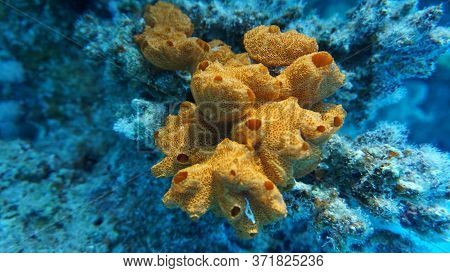 Red Sea Reef Under Water Egypt Sea Good Holiday