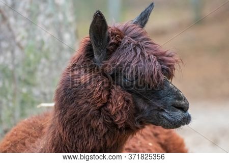 Close Up Of A Single Alpaca In An Animal Park In Germany