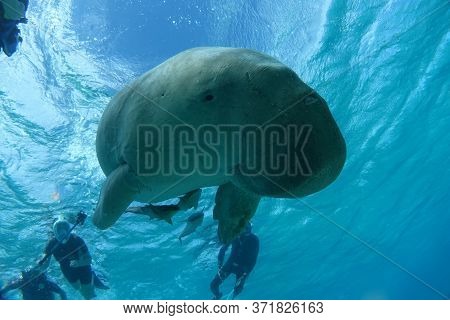 red sea reef under water egypt sea good holiday animals sea under water coral reef staya place marsa alam turtle underwater eats so good
