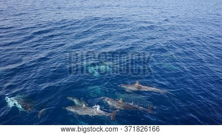red sea reef under water egypt sea good holiday animals sea under water coral reef staya place marsa alam turtle underwater eats so good