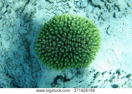 red sea reef under water egypt sea good holiday animals sea under water coral reef staya place marsa alam turtle underwater eats so good