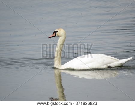 Beautiful White Swans Swim On The Lake