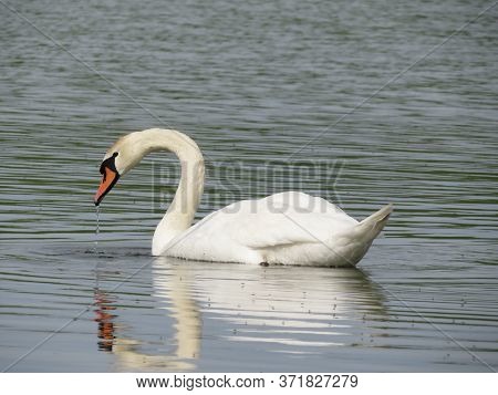 Beautiful White Swans Swim On The Lake