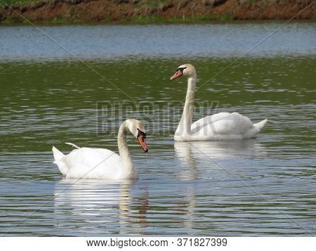 Beautiful Pair Of White Swans On The Lake
