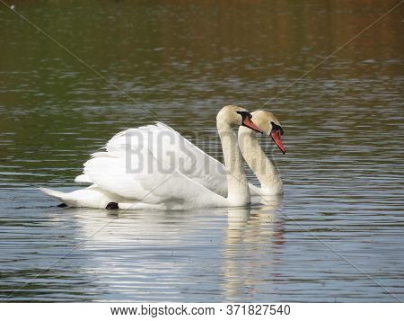 Pair Of White Swans On The Lake