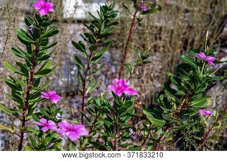 Purple Flame Flowers Of Phlox (phlox Paniculata) In The Garden, Phlox Paniculata Flowers.