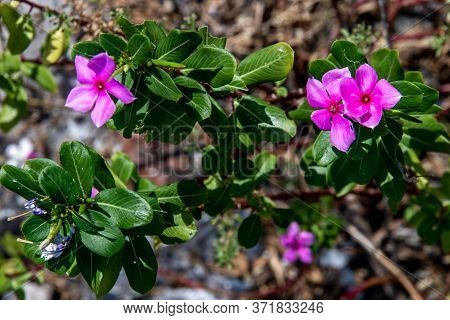 Purple Flame Flowers Of Phlox (phlox Paniculata) In The Garden, Phlox Paniculata Flowers.