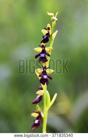 Ophrys Insectifera, The Fly Orchid, Is A Species Of Orchid