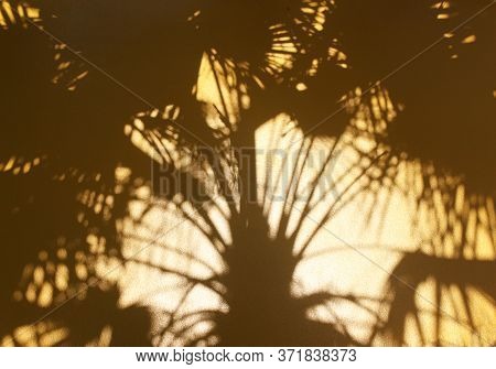 Tropical Nature Shadow Palm Leaf On Golden Wall Background