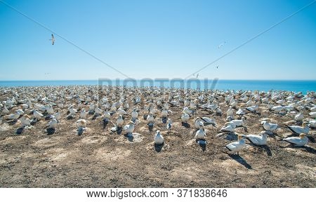 The Australian Gannet Birds Colony At Cape Kidnappers The Largest Gannet Nest In Oceania, Hawke's Ba