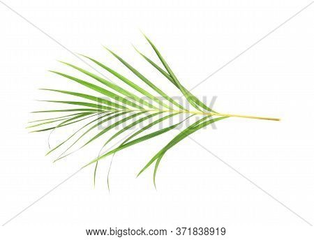 Tropical Nature Green Palm Leaf Isolated On White Pattern Background